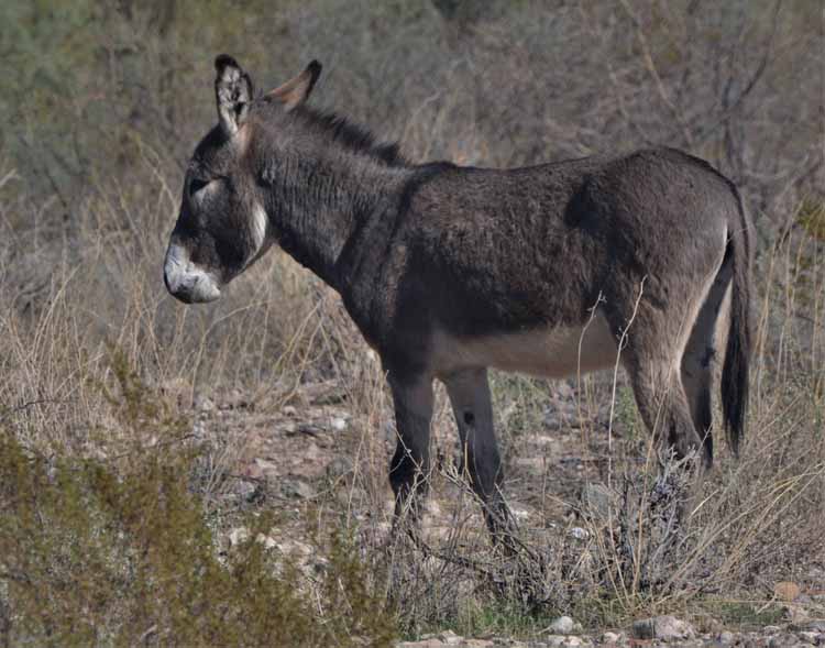 donkeys